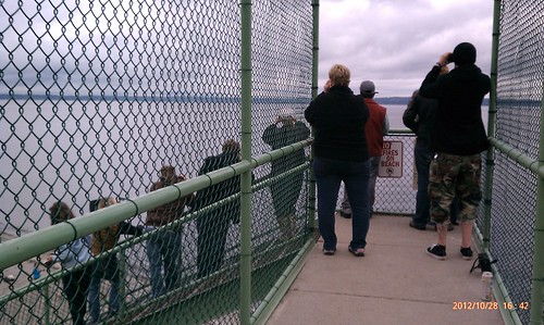 Orca watchers