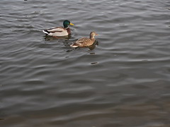Olympus PEN E-PL5 - VAR9